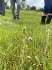 Castilleja attenuata