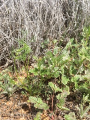 Spermolepis lateriflora