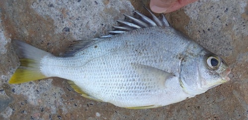 Annafoke (Genyatremus luteus) — Haemulidae — 2