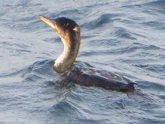 Phalacrocorax carbo lucidus