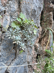 Cretan rockcress (Lutzia cretica)