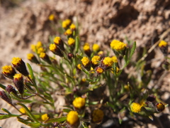 Picradeniopsis multiflora