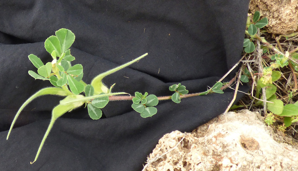Trigonella cariensis