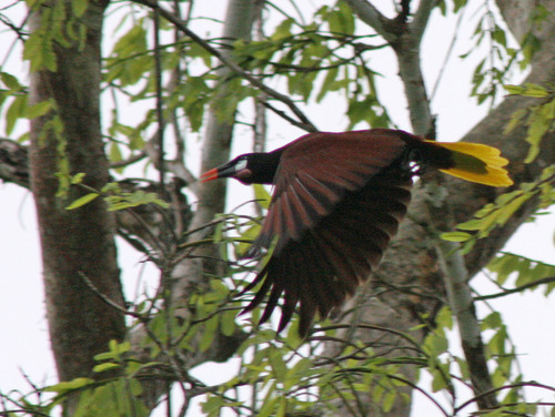 Montezuma Oropendola