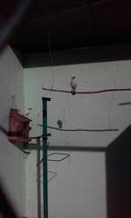 Leucopsar rothschildi