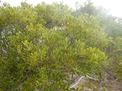 Jacquinia keyensis