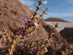 Junellia seriphioides