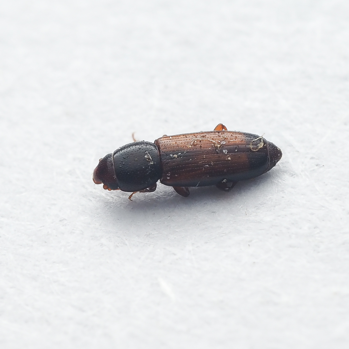 Rhizophagus fenestralis