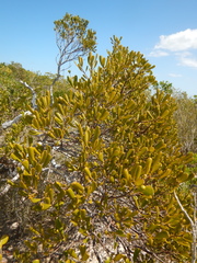 Jacquinia keyensis