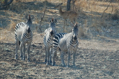Equus quagga crawshayi