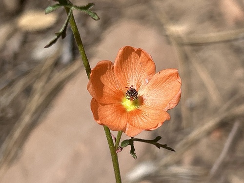 Sphaeralcea rusbyi, 2026-04-22