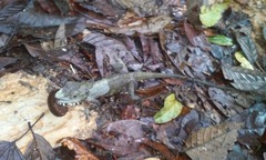 Hypsicalotes kinabaluensis