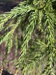 Cryptomeria