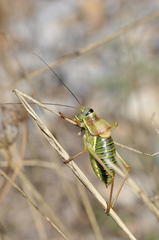 Ephippiger diurnus cunii