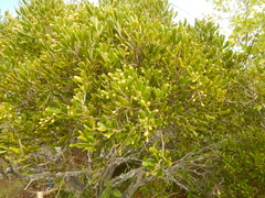 Jacquinia keyensis