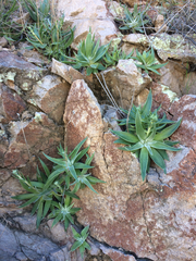 Dudleya saxosa collomiae