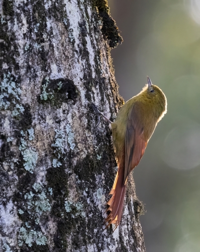 Olivaceous Woodcreeper