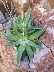 Dudleya saxosa collomiae