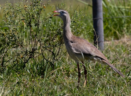 Red-legged Seriema