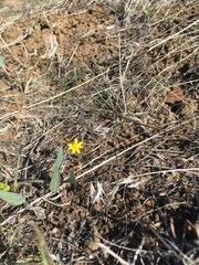 Crocidium multicaule