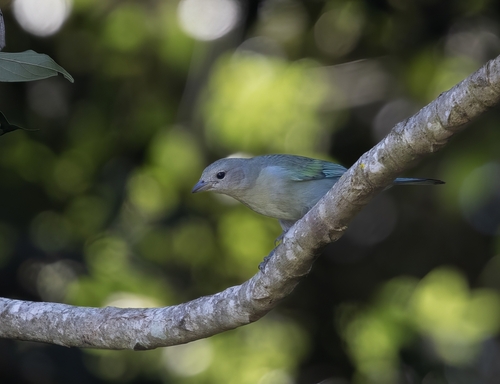 Sayaca Tanager