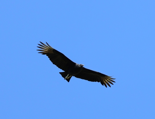 Black Vulture