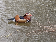 Aix galericulata