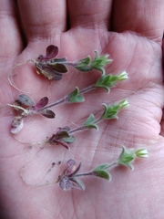 Cerastium glomeratum