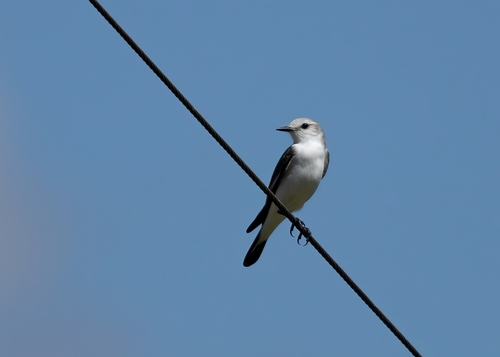 White-rumped Monjita