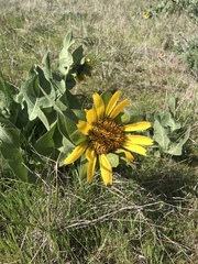 Wyethia helenioides