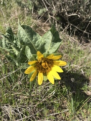 Wyethia helenioides