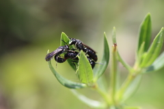 Hylaeus schwarzii
