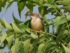 Prinia erythroptera