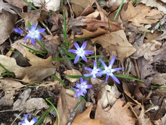 Scilla forbesii