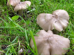 Entoloma clypeatum