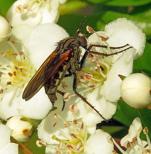 Empis tessellata photo 3