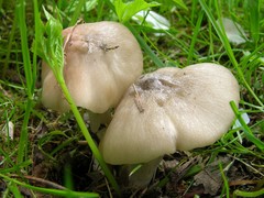 Entoloma clypeatum