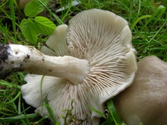 Entoloma clypeatum