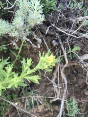 Castilleja wightii