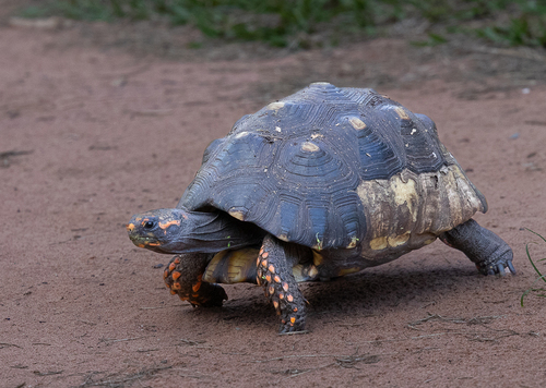 Red-footed Tortoise