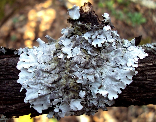 Stangrioji parmelina nuotrauka