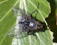 Calliphora vicina