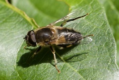 Eristalis pertinax