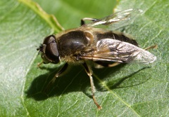 Eristalis pertinax