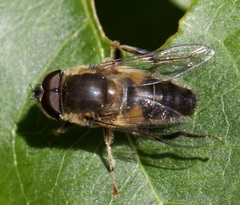 Eristalis pertinax