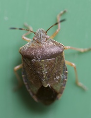 Palomena prasina