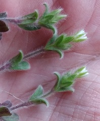 Cerastium glomeratum