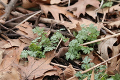 Stylophorum diphyllum