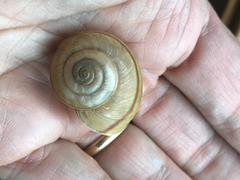 Helminthoglypta petricola