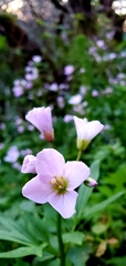 Cardamine nuttallii